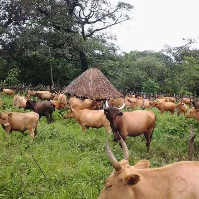 Article : Des secrets sur  les  bovidés  connus  seulement des   vrais  pasteurs peuhls