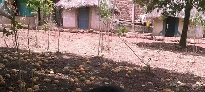 Article : Le Fouta Djallon, ce vaste cimetière de mangues