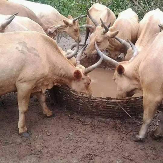 Article : Le « tuupal », une cérémonie pastorale à l’épreuve du temps
