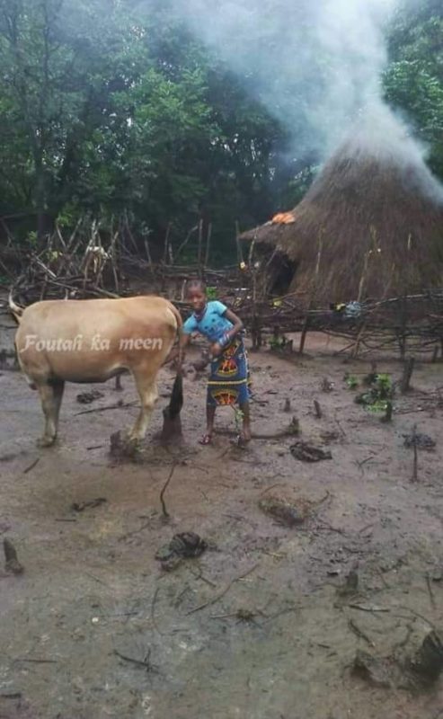 Article : La bouse de vache : un trésor pastoral riche de vertus